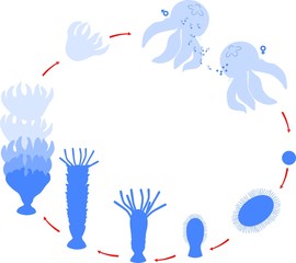 Developmental stages of jellyfish life cycle