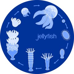 Fototapeta premium Developmental stages of jellyfish life cycle