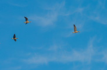 Geese flying into sunlight in winter

