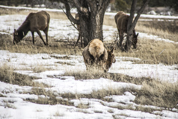 Elk in Rocky Mountain National Park in Estes Park Colorado
