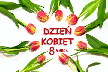 Fototapeta Dzień kobiet kartka z polskim tekstem DZIEŃ KOBIET, Czerwone tulipany ułożone w koło na białym tle obraz