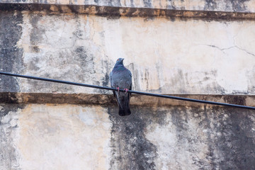 Bird on a Wire