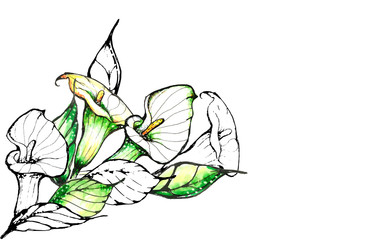 Vector image of the calla lilies bouquet.