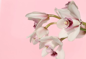 Orchid Flower.  Orchid  on a pink background.delicate floral background with orchid