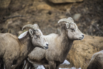 Rocky Mountain National Park Bighorn Sheep licking salt off road, Colorado