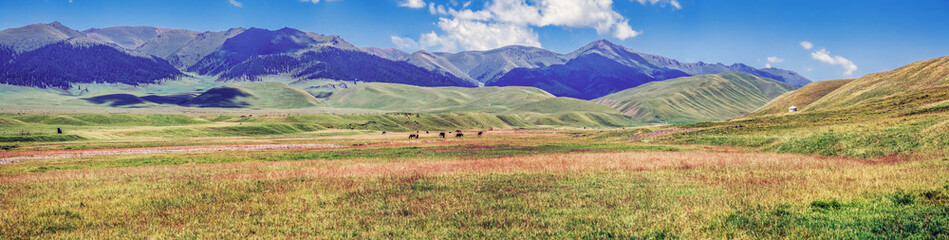 Fototapeta na wymiar Pasture on the Assy mountain plateau. Kazakhstan, Almaty region.