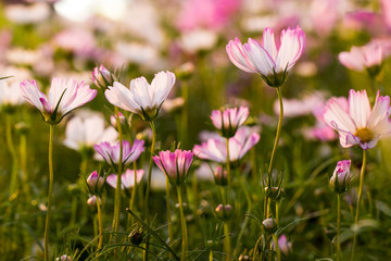 Beautiful pink cosmos flowers in sunset, natural background