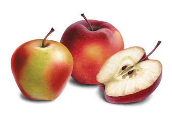 Watercolor illustration of apples