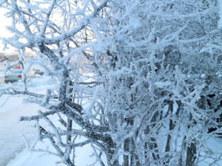 tree branches in the snow