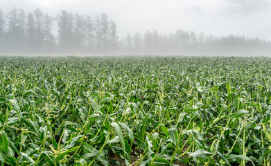 Corn Fields with summer morning mist landscape of Countryside in Biei,  Hokkaido, Japan