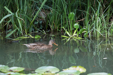 Stockente im Ententeich