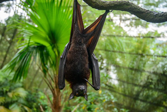 Large Malayan flying fox close-up portrait