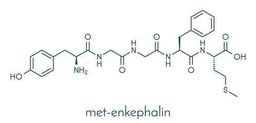 Met-enkephalin endogenous opioid peptide molecule. Skeletal formula.