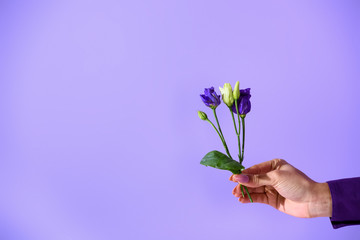 Fototapeta na wymiar cropped view on hand holding purple eustoma flowers, isolated on ultra violet
