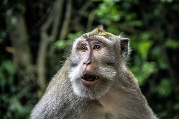 Close up monkey portrait from Ubud Bali Sacred Monkey Forest