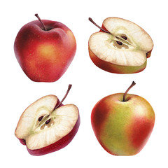 Watercolor illustrations of apples