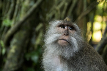 Close up monkey portrait from Ubud Bali Sacred Monkey Forest