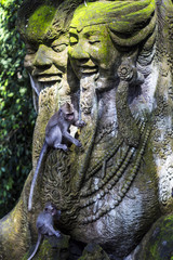 Fototapeta na wymiar Close up monkey portrait from Ubud Bali Sacred Monkey Forest