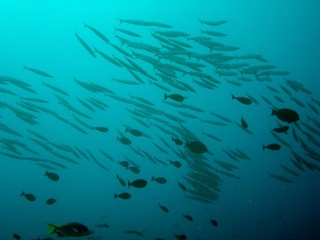 Tropical fish underwater on a coral reef