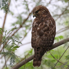 Juvenile Red-shouldered Hawk Perched