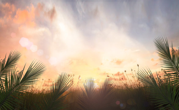 Palm Sunday concept: Palm leaves and meadow sunrise background