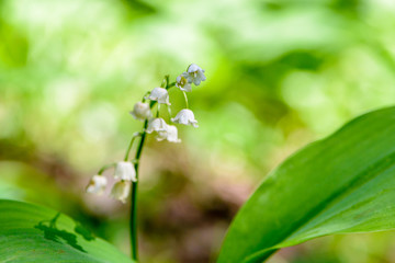 May lilies of the valley blossom with white buds in the form of bells