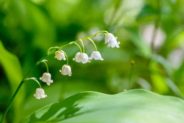 Papier Peint photo Muguet May lilies of the valley blossom with white buds in the form of bells