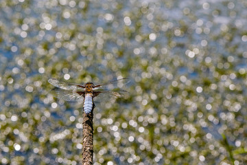 Large flat dragonfly sits on a branch on the background of water