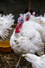 Breeding turkeys on a farm.
