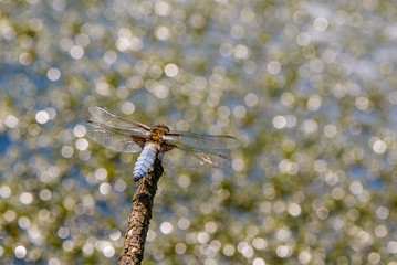 Large flat dragonfly sits on a branch on the background of water