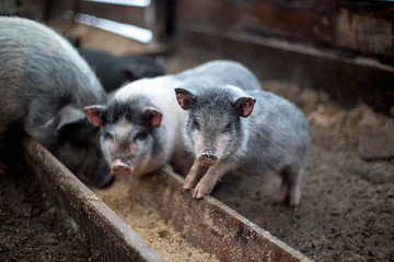 Small pigs eat from a wooden trough