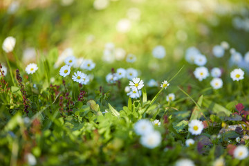 field with daisies