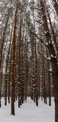 Pine trees in winter forest