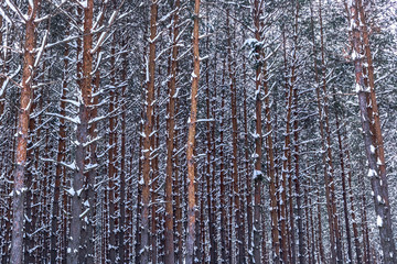 Fototapeta premium Pine trees in winter forest