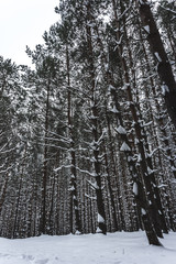 Pine forest in winter in the snow