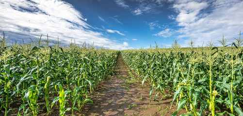 Corn Fields with cloudy sky summer landscape of Countryside in Biei,  Hokkaido, Japan