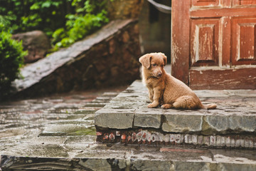 Brown cute puppy dog sits steps house