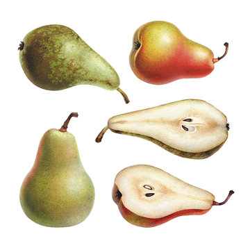 Watercolor illustrations of apples and pears.