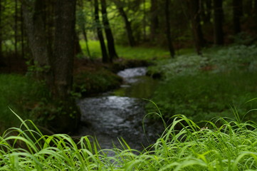 Wald Bach Gras unscharf scharf