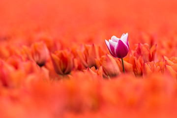 A purple with white tulip is standing in a field of orange tulips