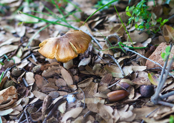 Single mushroom on dried foliage