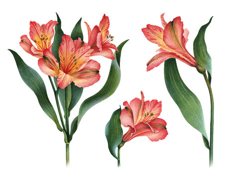 Watercolor illustrations of lily flowers