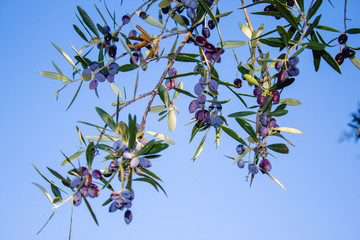 Ripe Greek olives on olive tree branches