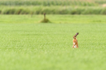 A hare is standing up in a field