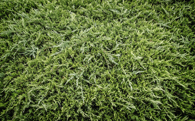 The low-growing shrub of thuja as background