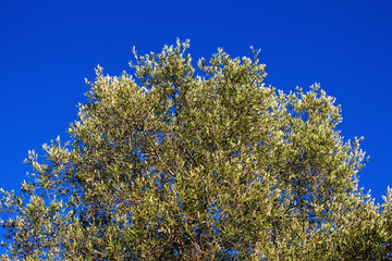 Greece, olive tree branches and blue sky background.