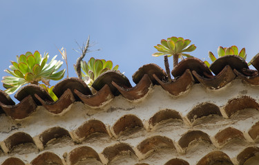 Aeonium urbicum on a roof. San Cristóbal de La Laguna. Tenerife. Canary Islands. Spain.