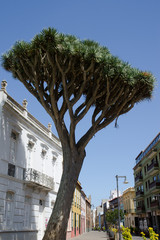 Canary Islands dragon tree (Dracaena draco) . San Cristóbal de La Laguna. Tenerife. Canary Islands. Spain.
