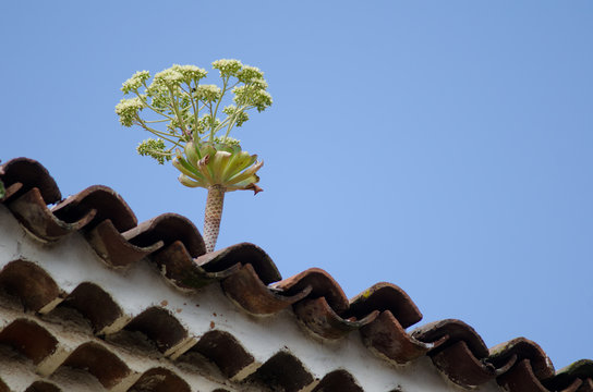 Aeonium urbicum on a roof. San Crist&oacute;bal de La Laguna. Tenerife. Canary Islands. Spain.