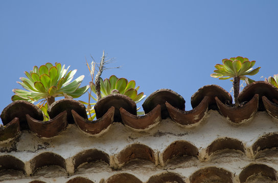 Aeonium urbicum on a roof. San Crist&oacute;bal de La Laguna. Tenerife. Canary Islands. Spain.